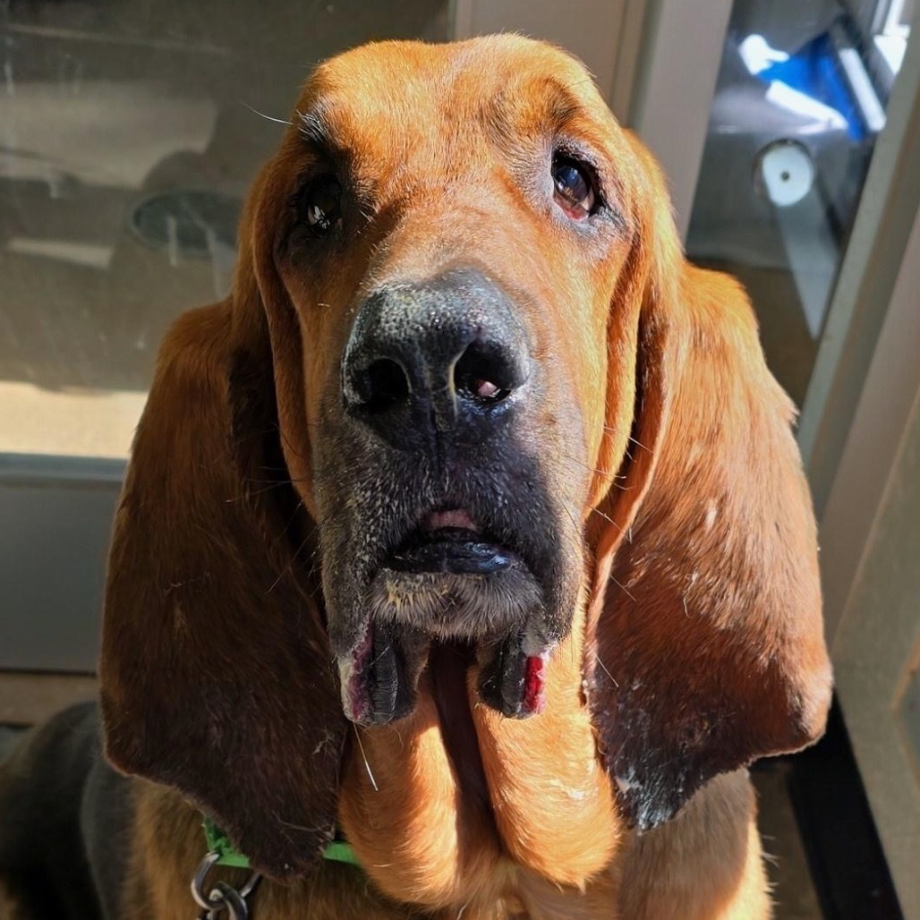 Silas, an adoptable Bloodhound in Middletown, RI, 02842 | Photo Image 2
