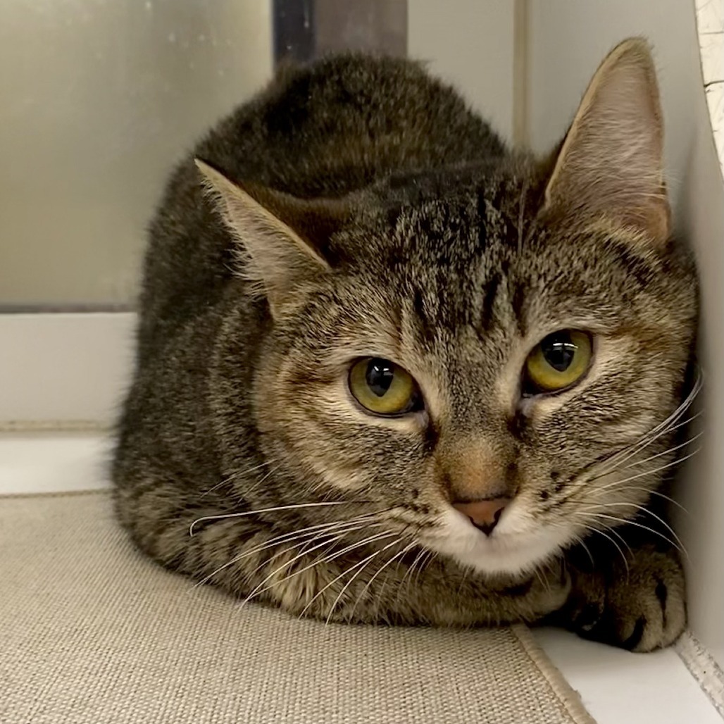 Spaghetti, an adoptable Domestic Short Hair in Cheyenne, WY, 82007 | Photo Image 1