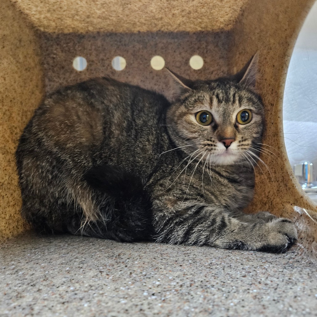 Spaghetti, an adoptable Domestic Short Hair in Cheyenne, WY, 82007 | Photo Image 2