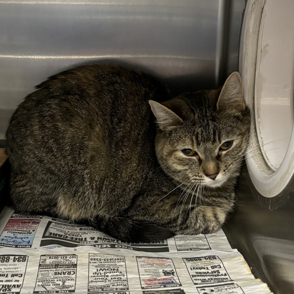 Spaghetti, an adoptable Domestic Short Hair in Cheyenne, WY, 82007 | Photo Image 3
