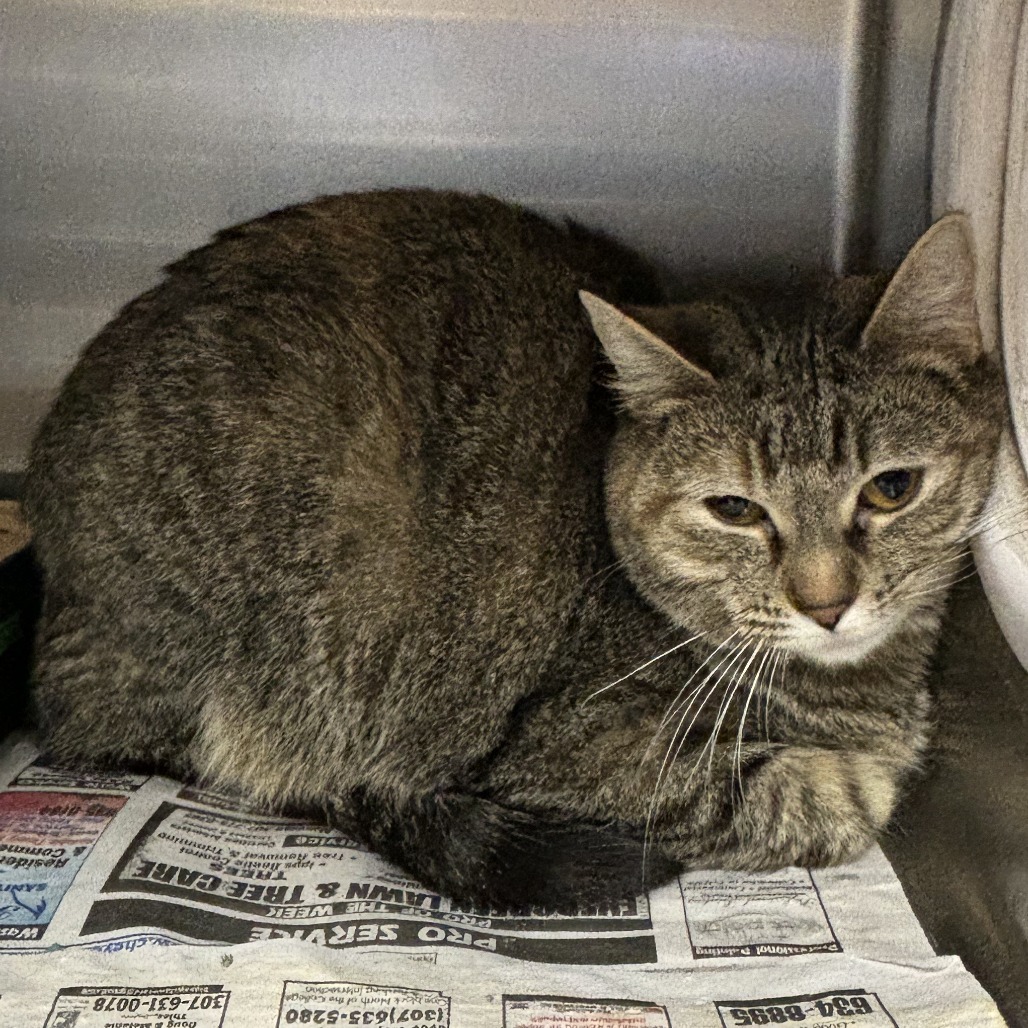 Spaghetti, an adoptable Domestic Short Hair in Cheyenne, WY, 82007 | Photo Image 4