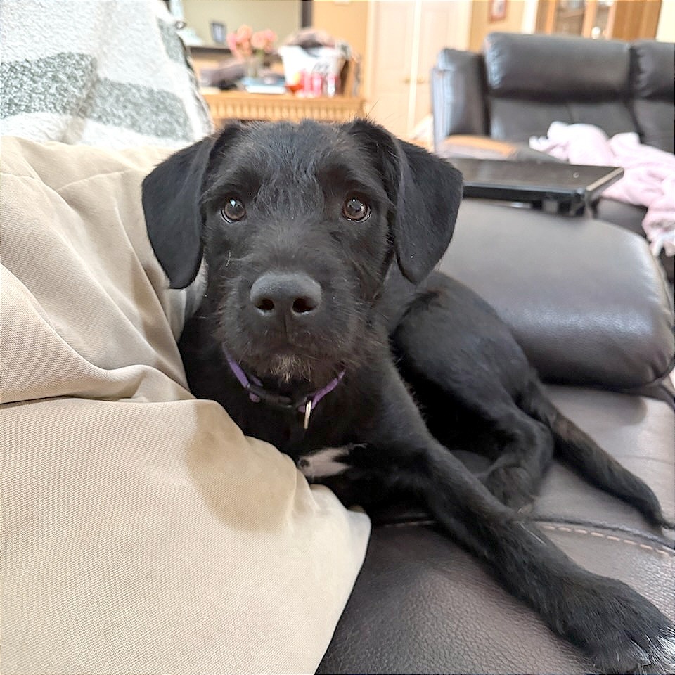 Tadpole, an adoptable Mixed Breed in Las Cruces, NM, 88012 | Photo Image 1