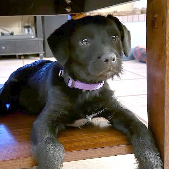 Tadpole, an adoptable Mixed Breed in Las Cruces, NM, 88012 | Photo Image 2