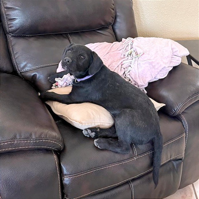 Tadpole, an adoptable Mixed Breed in Las Cruces, NM, 88012 | Photo Image 3