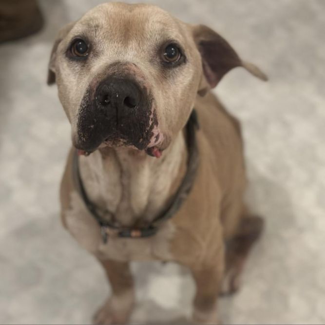 Nova