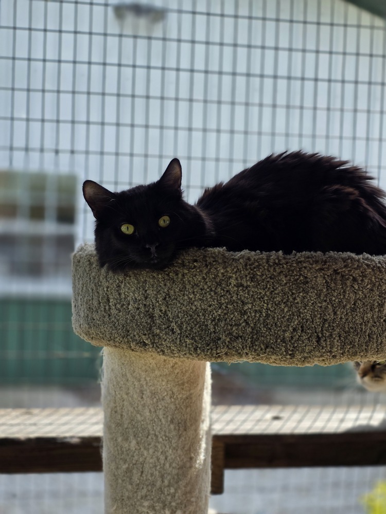 Damon Cat