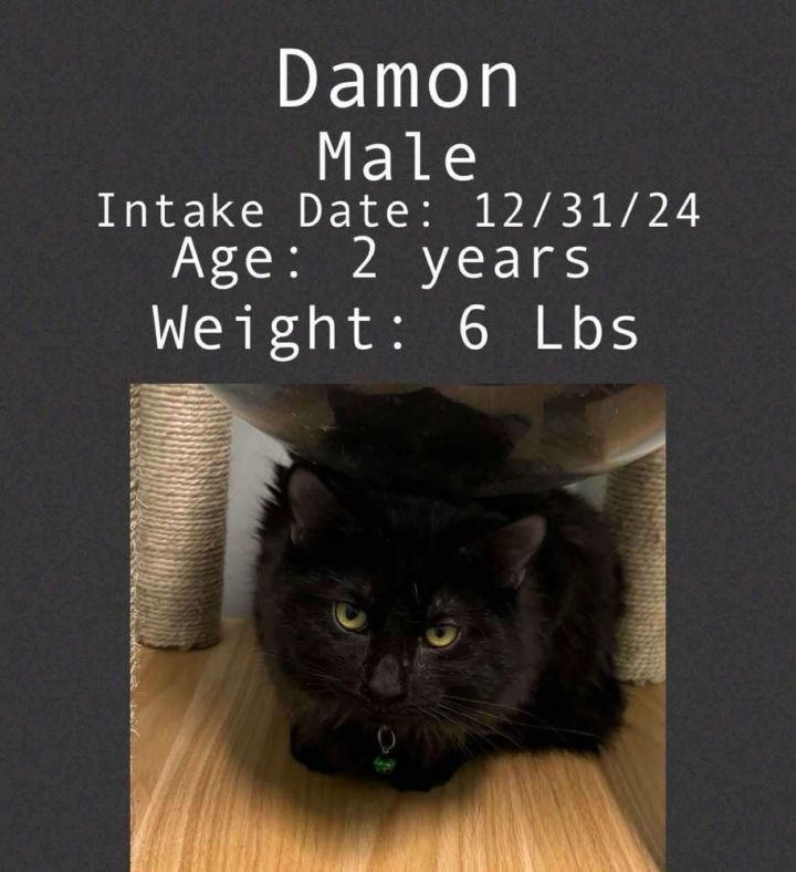 Damon Cat 3