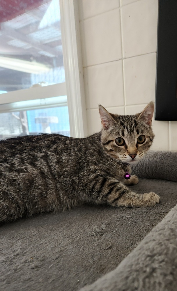 Sprite Kitty