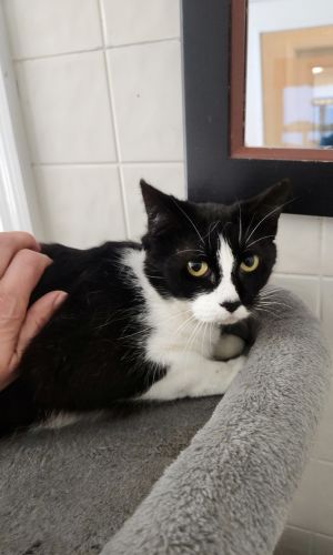 Shelly Cat
