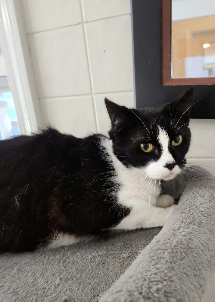 Shelly Cat