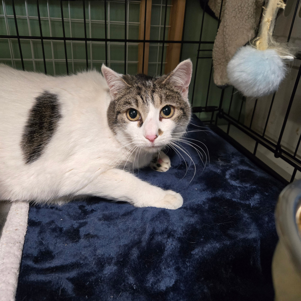 Missy, an adoptable Domestic Short Hair in Nampa, ID, 83651 | Photo Image 1