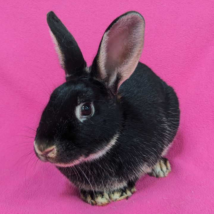Ester 1