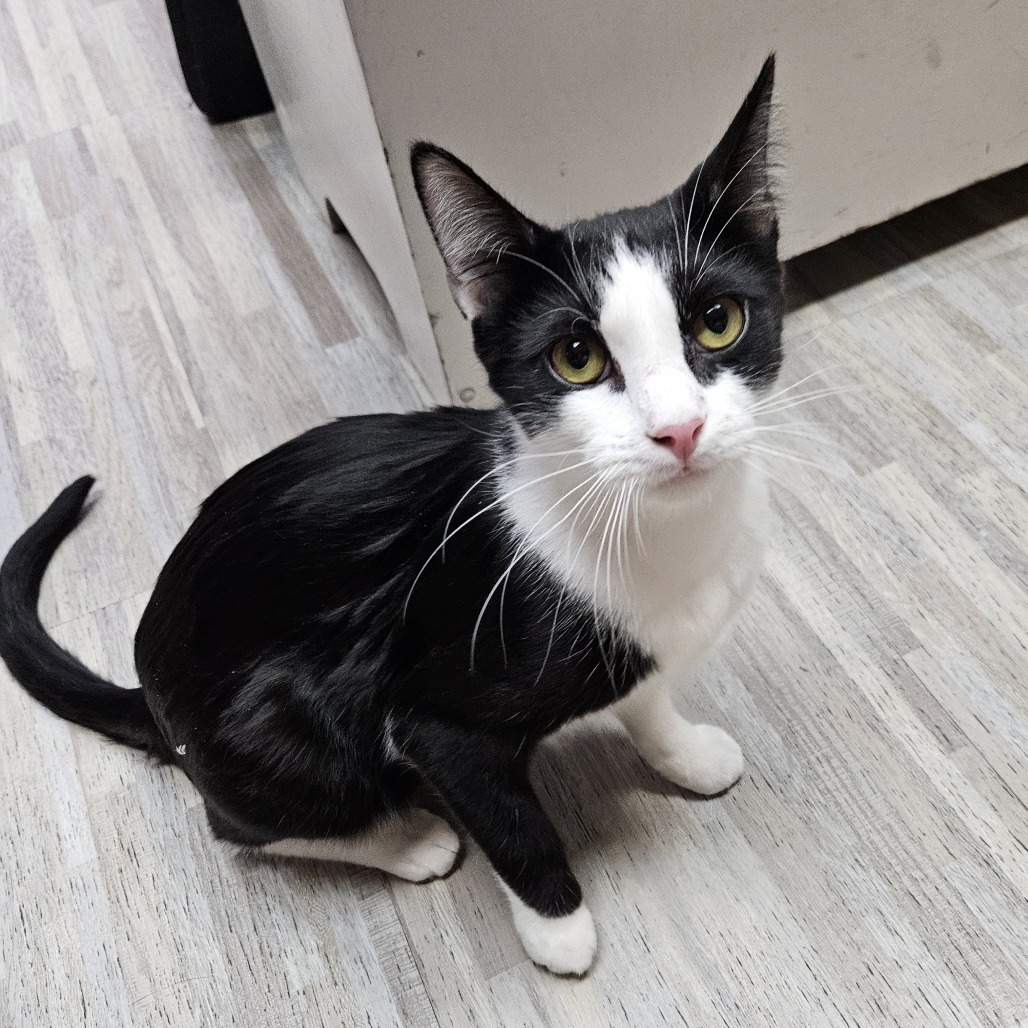 Johnson, an adoptable Domestic Short Hair in Las Vegas, NV, 89146 | Photo Image 1