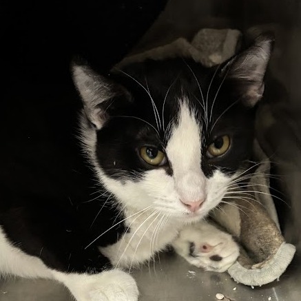 Johnson, an adoptable Domestic Short Hair in Las Vegas, NV, 89146 | Photo Image 2