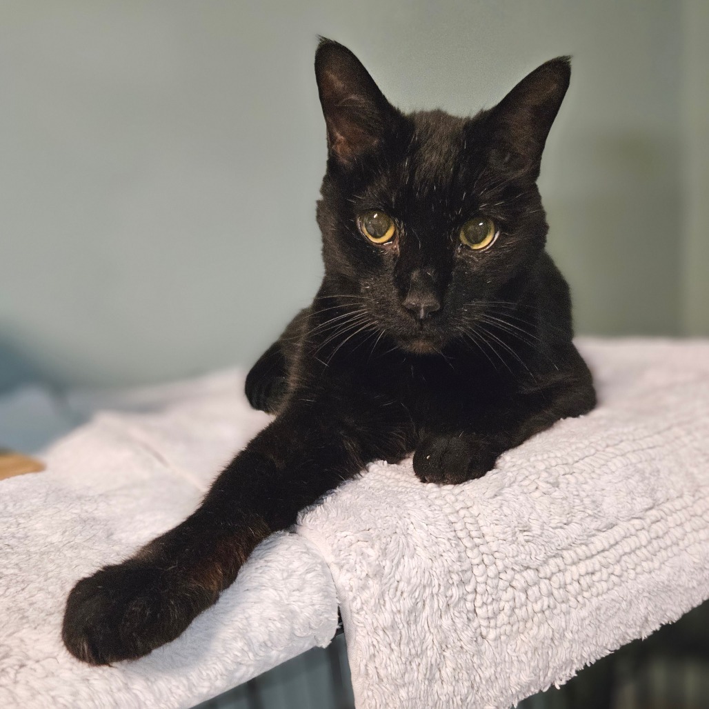Zaney, an adoptable Domestic Short Hair in Las Vegas, NV, 89146 | Photo Image 1