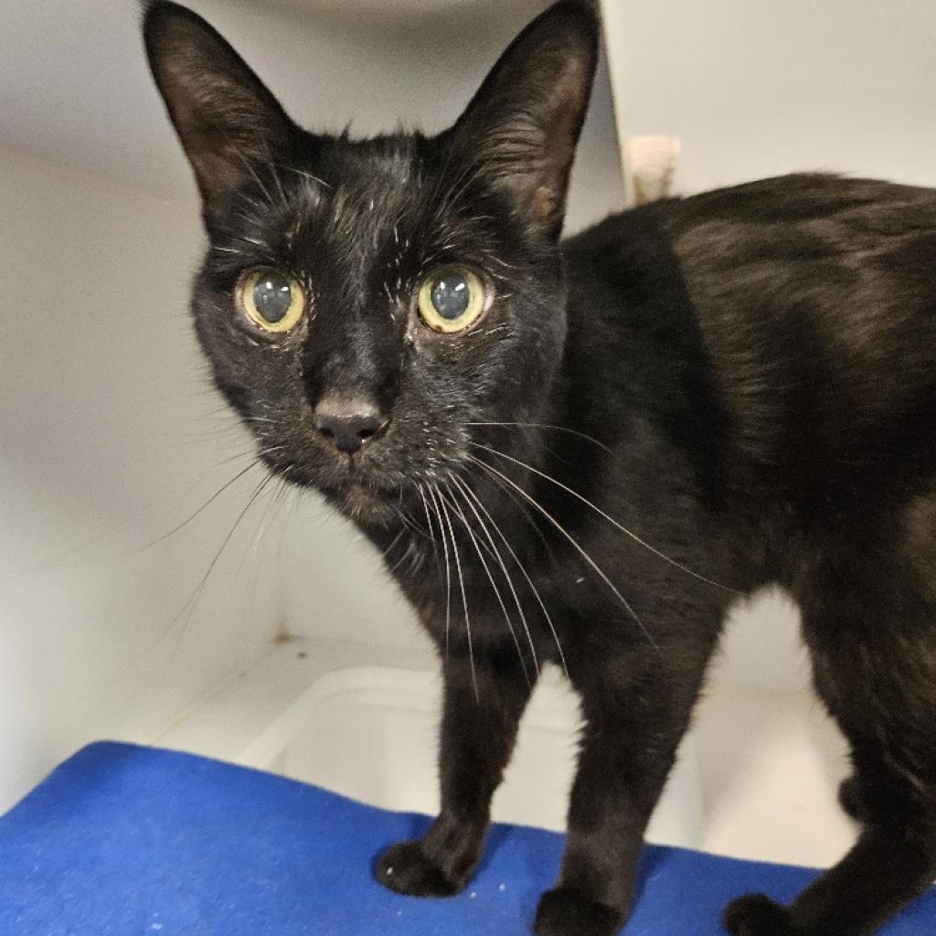 Zaney, an adoptable Domestic Short Hair in Las Vegas, NV, 89146 | Photo Image 2