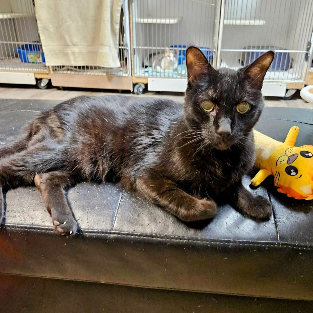 Zaney, an adoptable Domestic Short Hair in Las Vegas, NV, 89146 | Photo Image 3