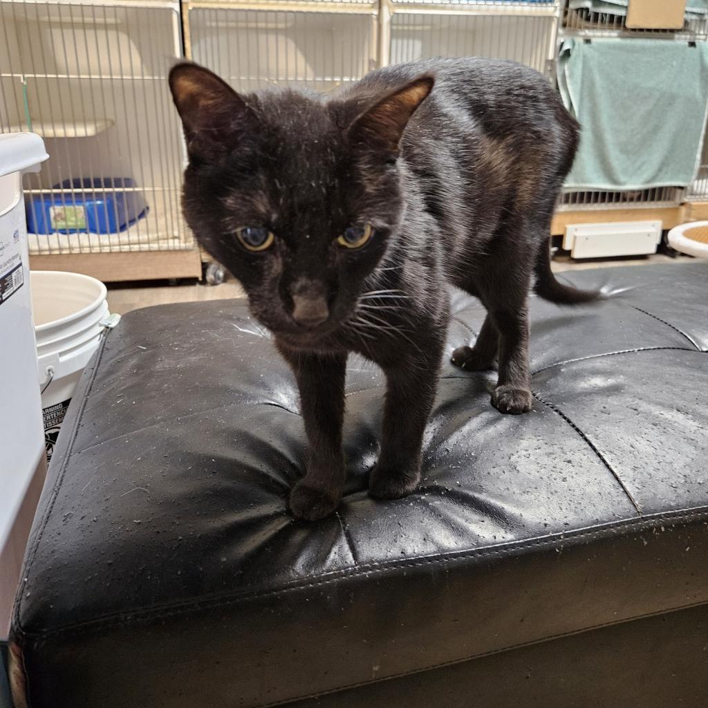 Zaney, an adoptable Domestic Short Hair in Las Vegas, NV, 89146 | Photo Image 4