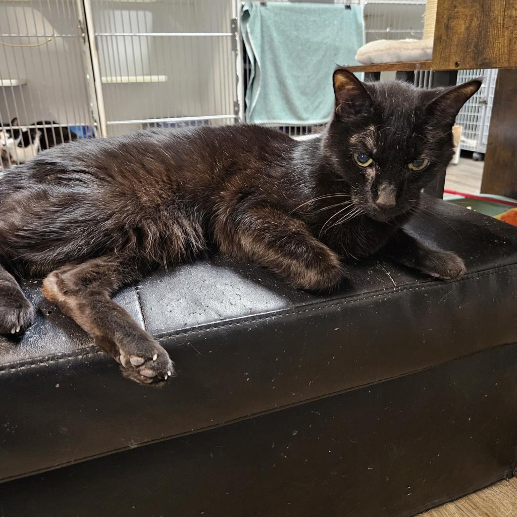 Zaney, an adoptable Domestic Short Hair in Las Vegas, NV, 89146 | Photo Image 5