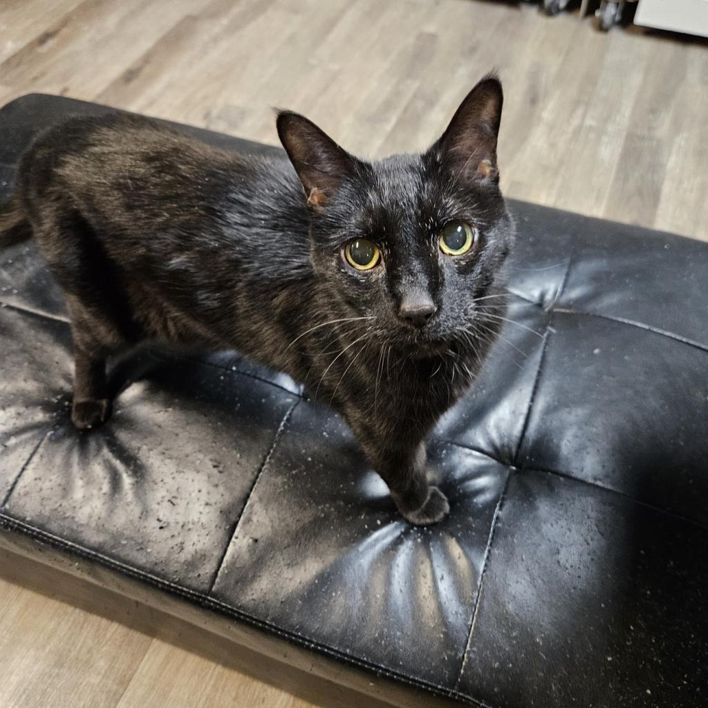 Zaney, an adoptable Domestic Short Hair in Las Vegas, NV, 89146 | Photo Image 6
