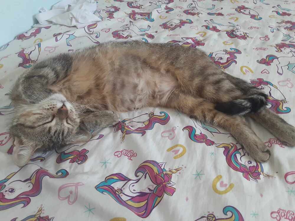 Pretzel