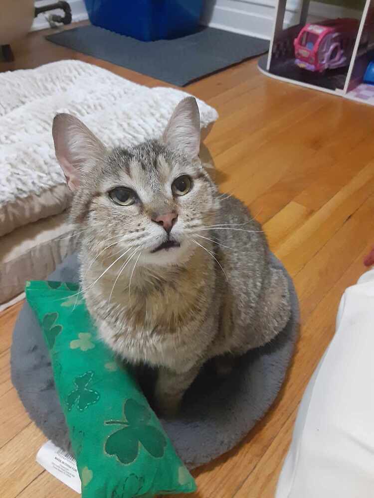 Pretzel