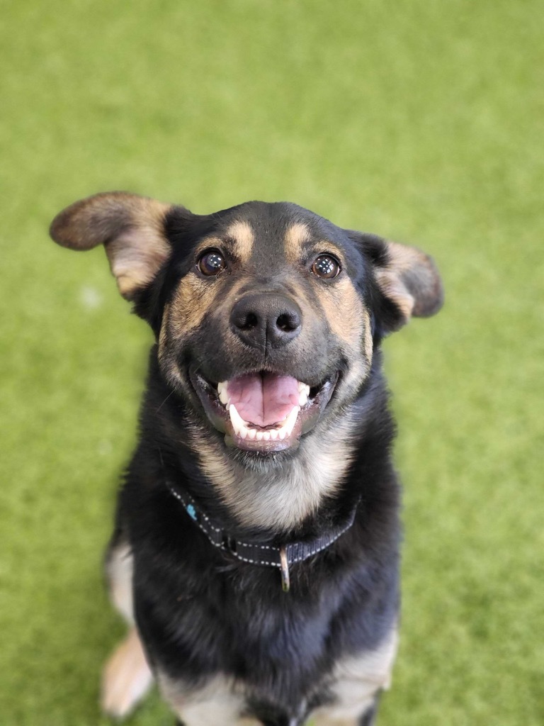 Chevy, an adoptable Mixed Breed in Minot, ND, 58702 | Photo Image 1