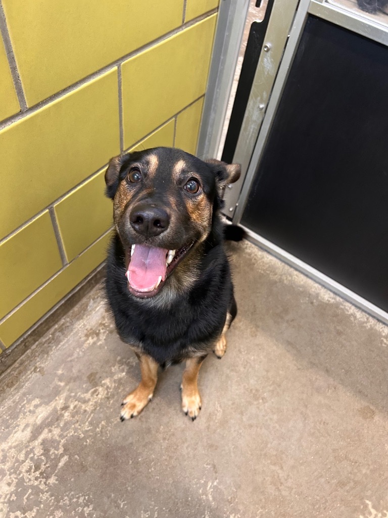 Chevy, an adoptable Mixed Breed in Minot, ND, 58702 | Photo Image 2