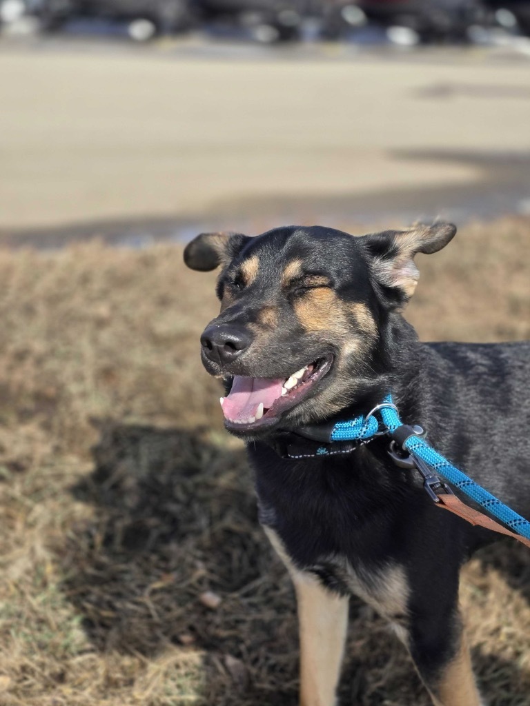 Chevy, an adoptable Mixed Breed in Minot, ND, 58702 | Photo Image 3