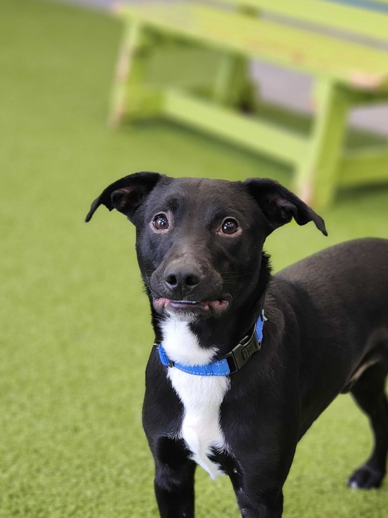 Dr. Pepper, an adoptable Mixed Breed in Minot, ND, 58702 | Photo Image 1