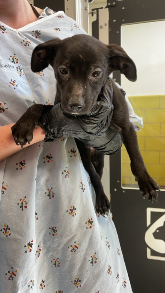 Dr. Pepper, an adoptable Mixed Breed in Minot, ND, 58702 | Photo Image 2