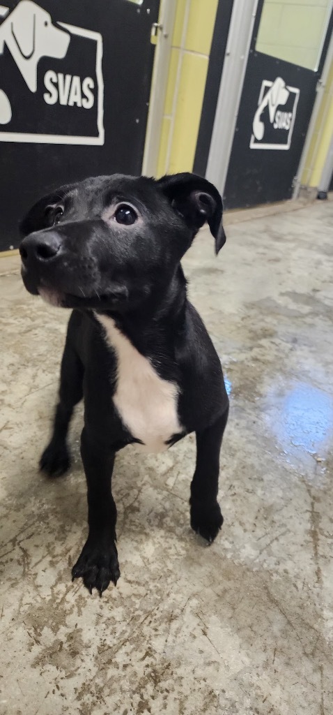 Dr. Pepper, an adoptable Mixed Breed in Minot, ND, 58702 | Photo Image 5