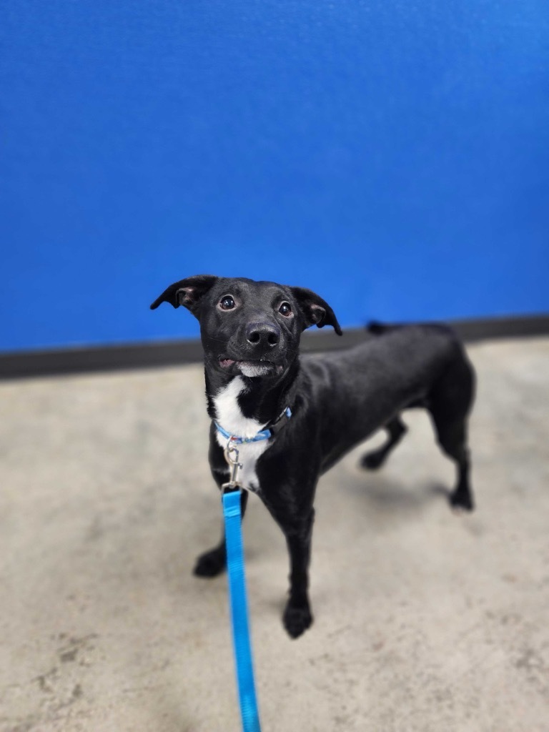 Dr. Pepper, an adoptable Mixed Breed in Minot, ND, 58702 | Photo Image 6
