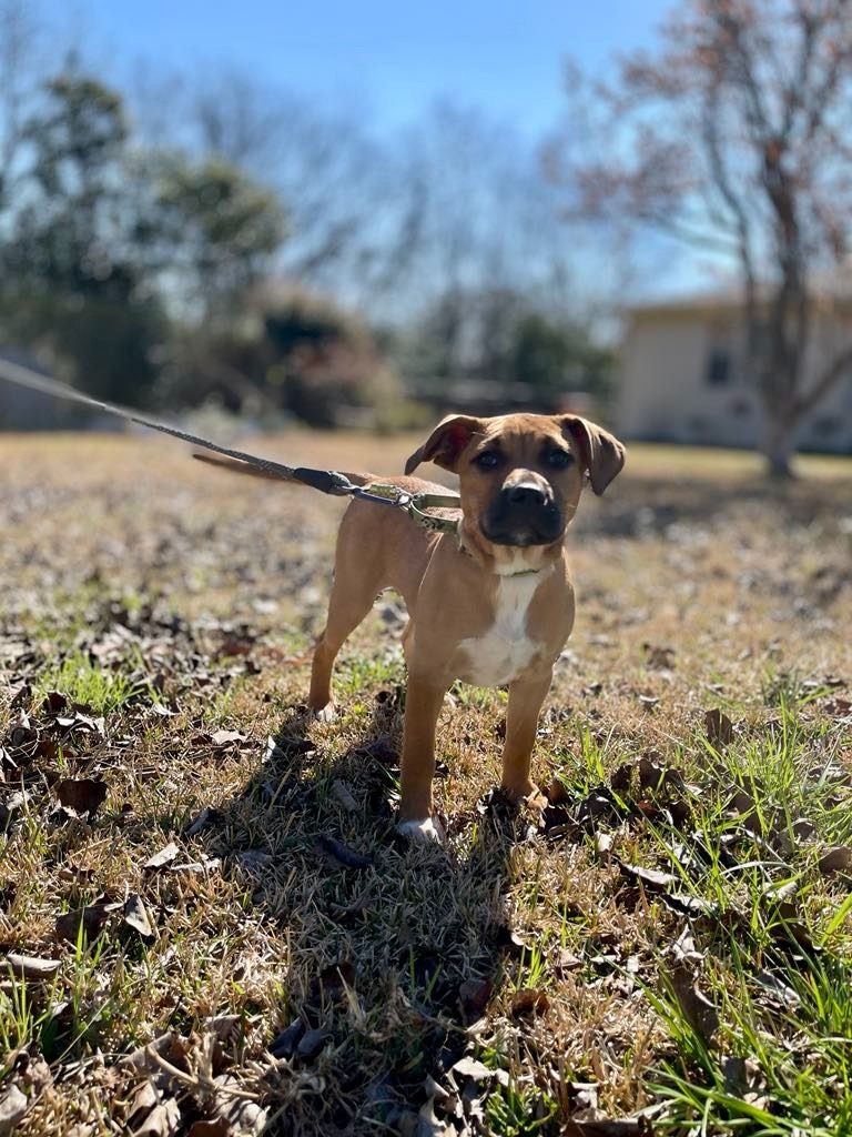 Gertie
