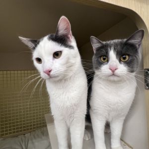Lily Domestic Short Hair Cat