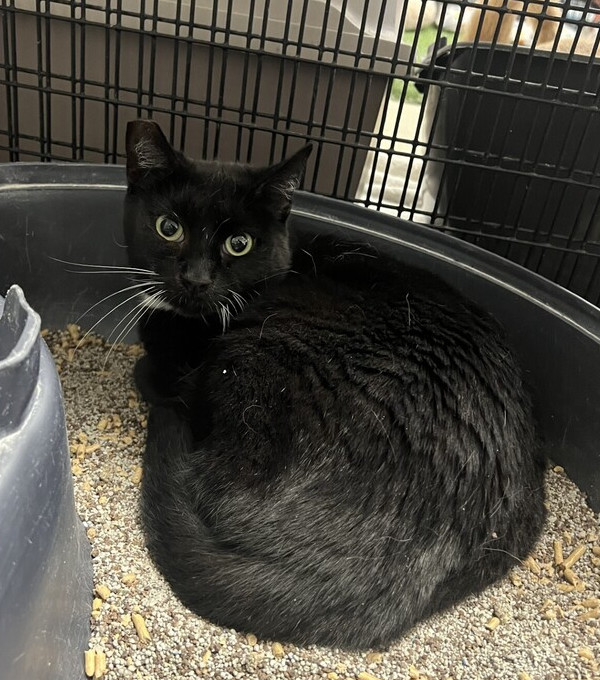 mama cat