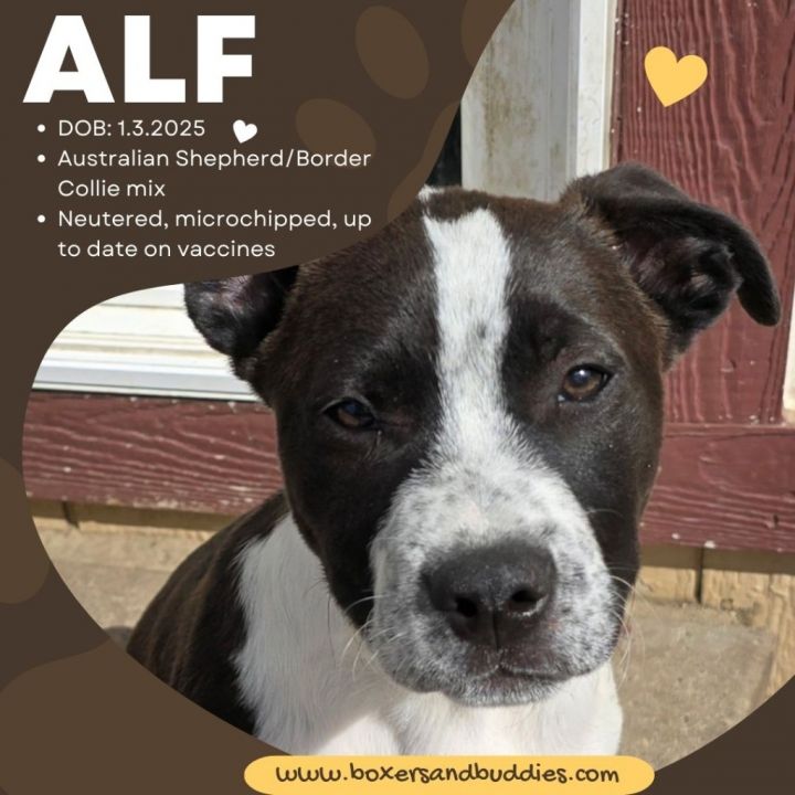 Alf 4