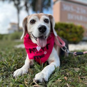 Welcome Daisy V to South Florida Beagle Rescue Shes a beautiful senior beagle girl whos been give