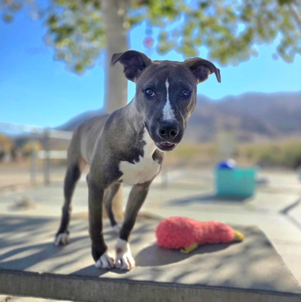 Elsa