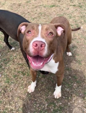 Calliope, Young Female Pit Bull Terrier