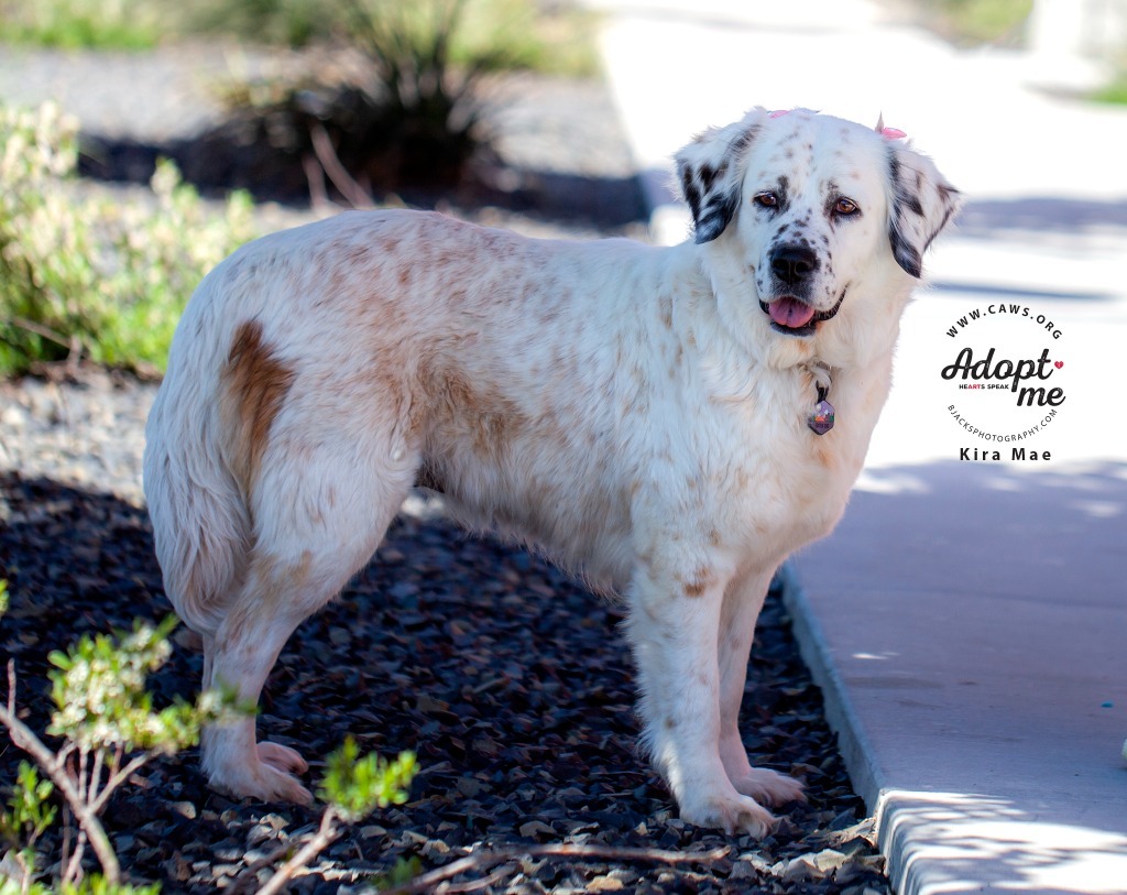 Kira Mae, an adoptable Setter in Salt Lake City, UT, 84117 | Photo Image 1