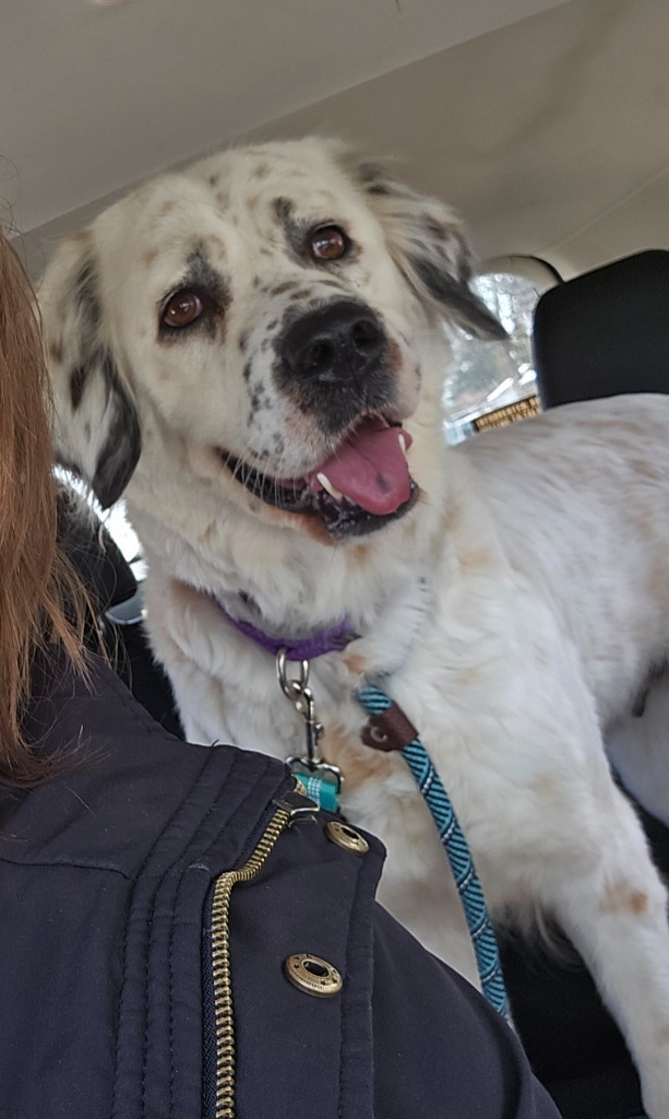 Kira Mae, an adoptable Setter in Salt Lake City, UT, 84117 | Photo Image 2