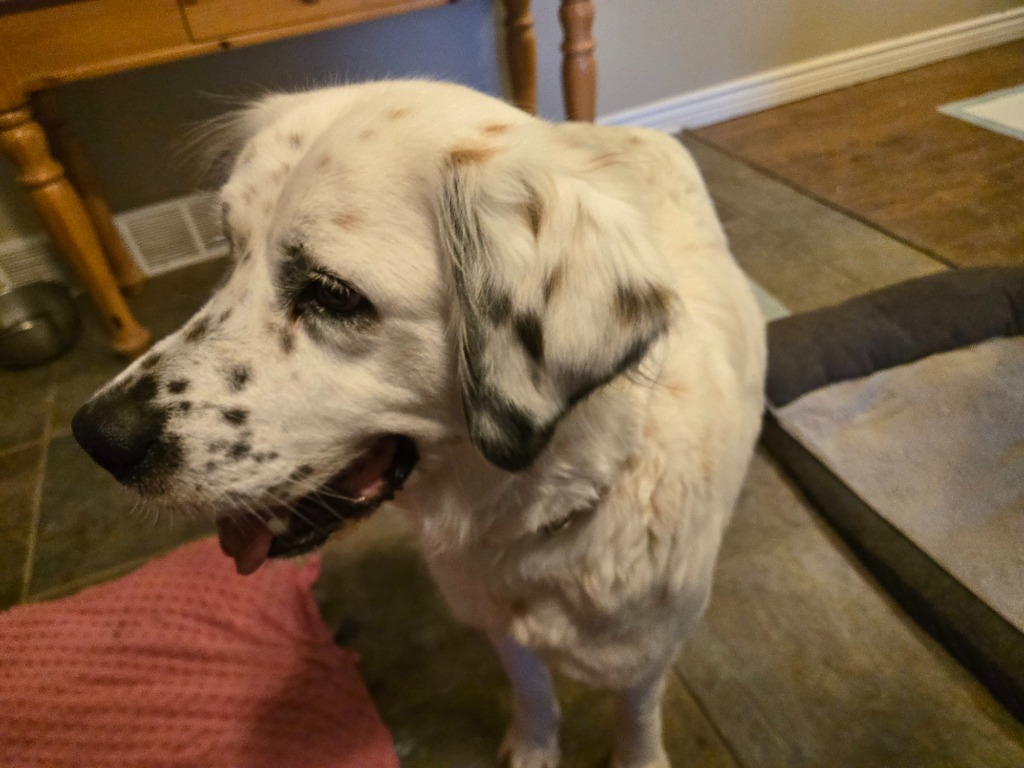 Kira Mae, an adoptable Setter in Salt Lake City, UT, 84117 | Photo Image 3