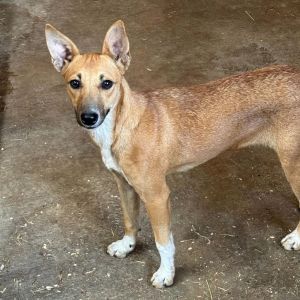 Lee, Adult Female Mixed Breed