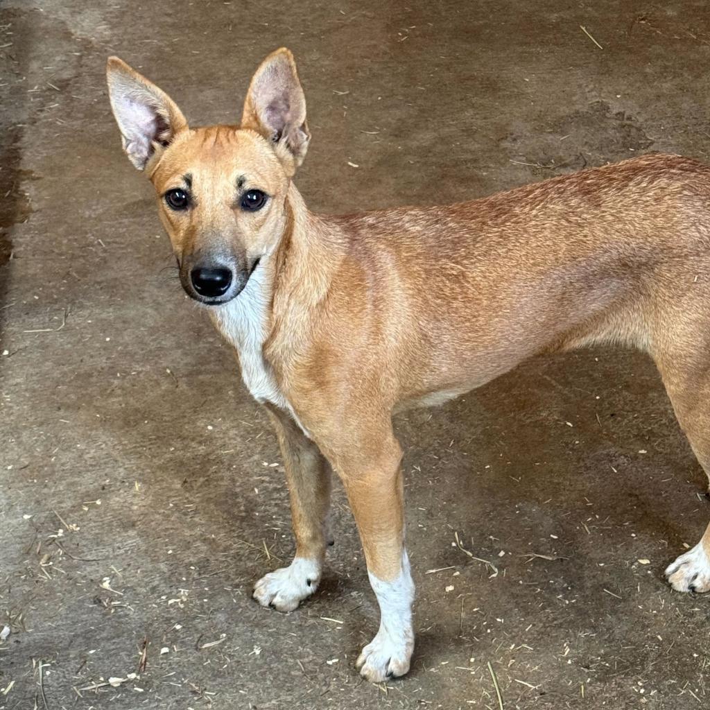 Lee, an adoptable Mixed Breed, Feist in Hohenwald, TN, 38462 | Photo Image 1