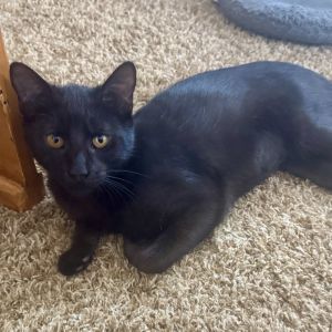 Wednesday is sweet curious and very relaxed Her coloring is all black except 
