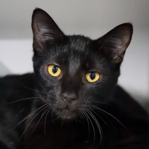 Wednesday is sweet curious and very relaxed Her coloring is all black except 