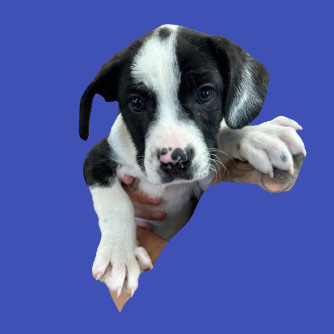 Jams, an adoptable Bloodhound, Terrier in Tuscaloosa, AL, 35401 | Photo Image 1