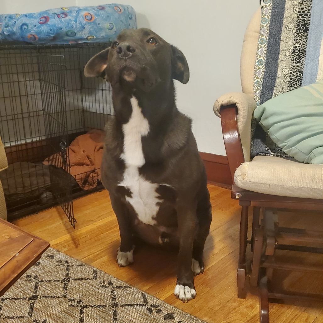BD, an adoptable Mixed Breed in Rochester, MN, 55903 | Photo Image 3