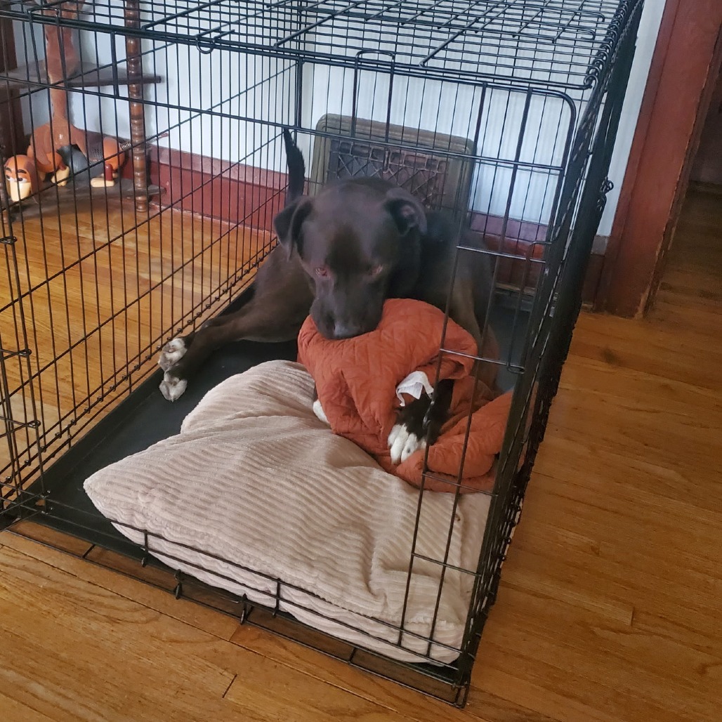BD, an adoptable Mixed Breed in Rochester, MN, 55903 | Photo Image 5